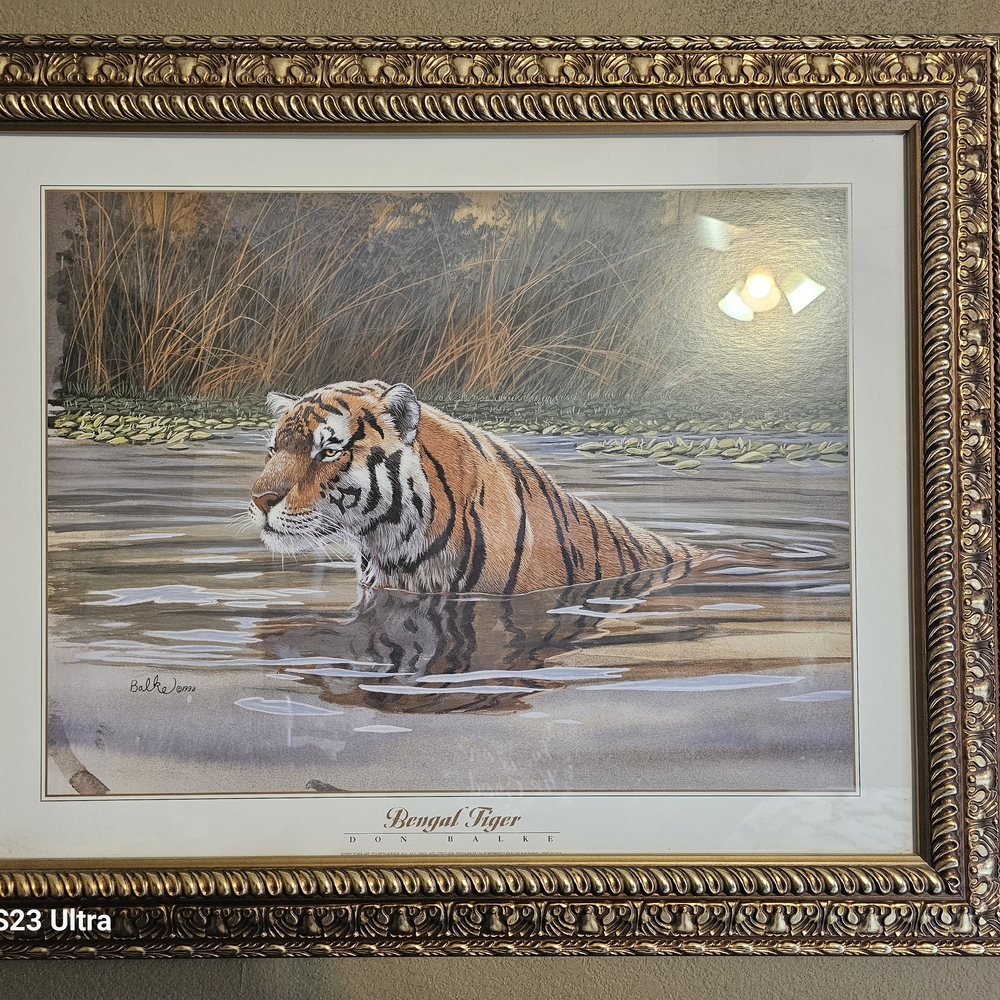 Framed Bengal Tiger Art Print